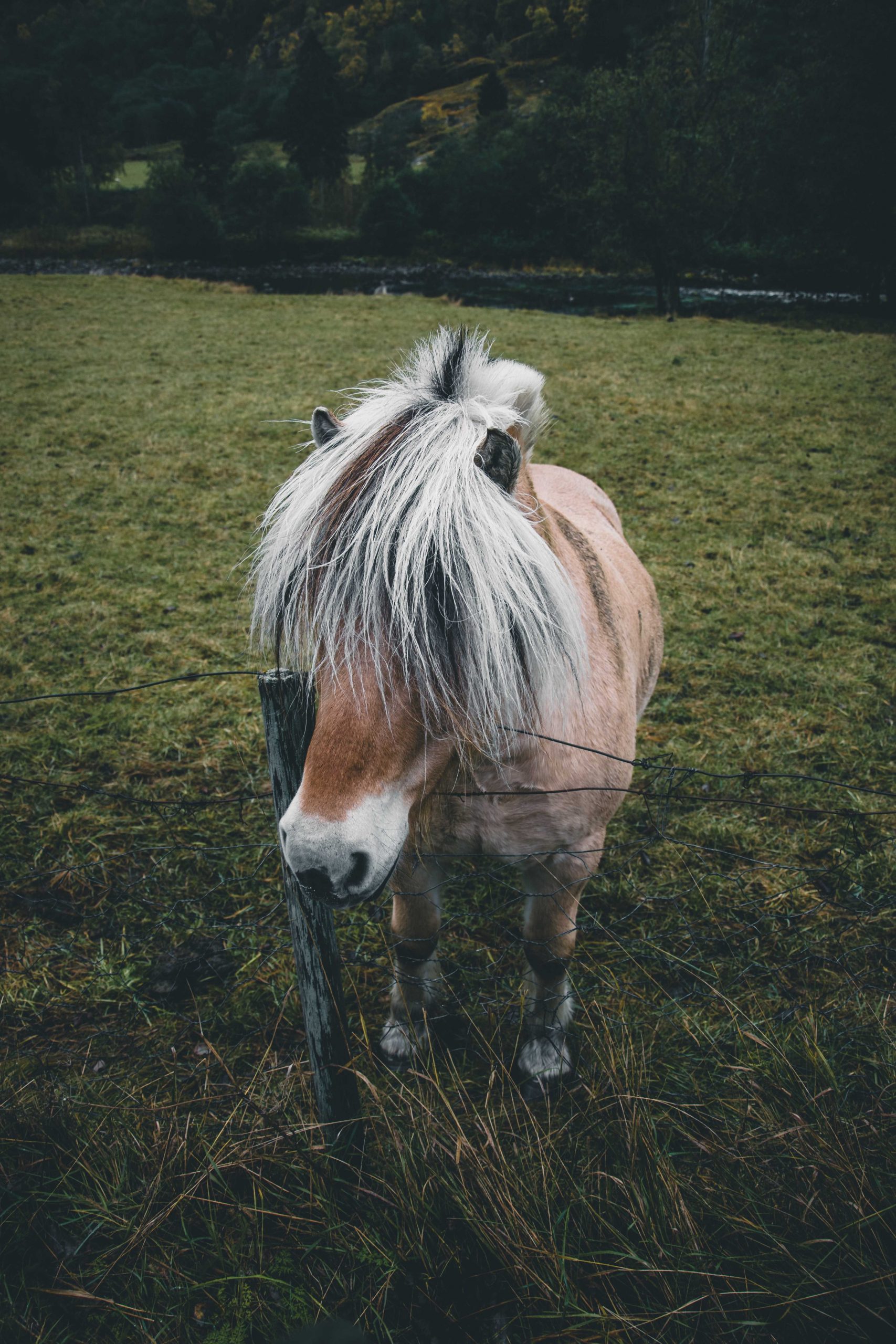 koń norweski