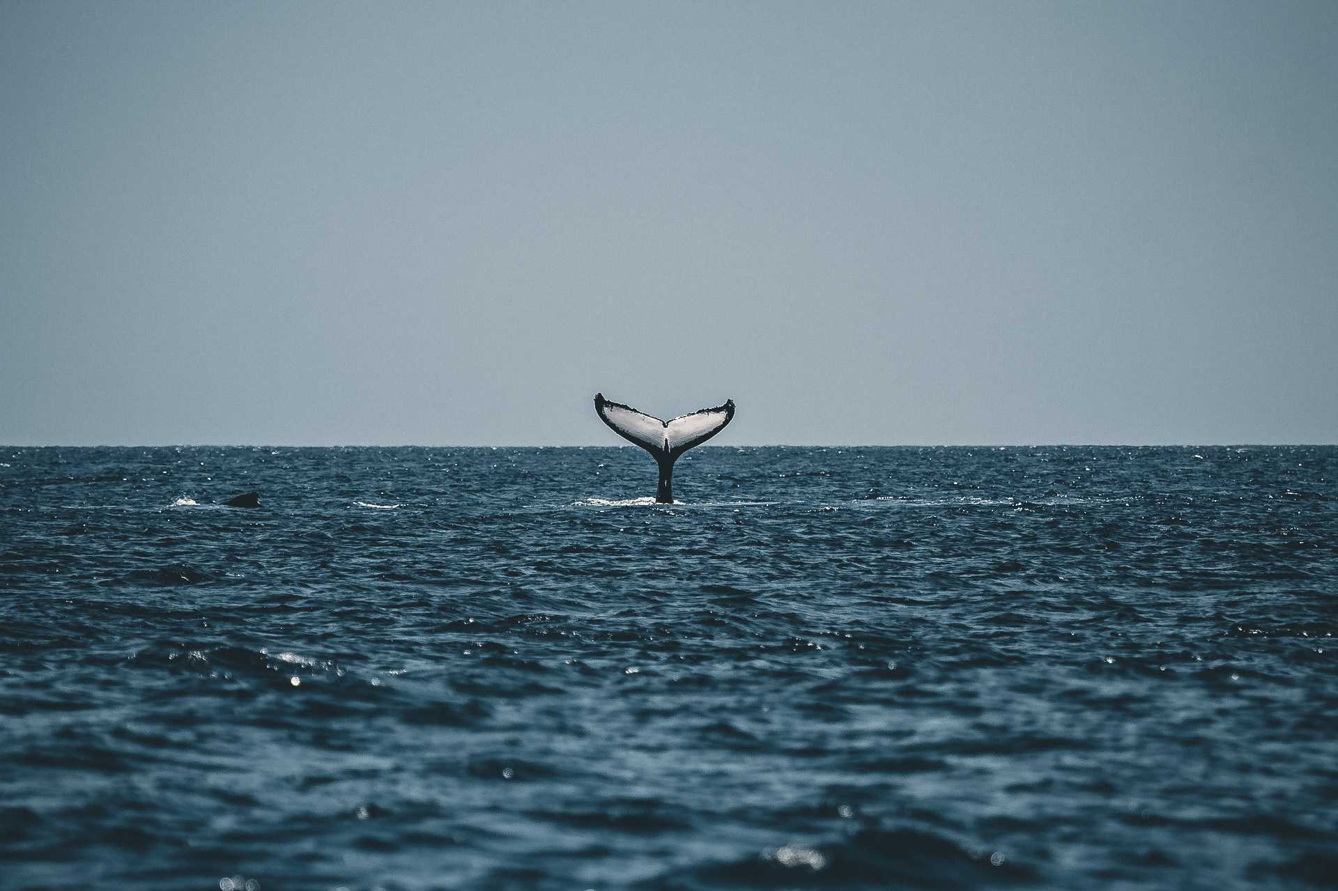 wieloryby w Norwegii