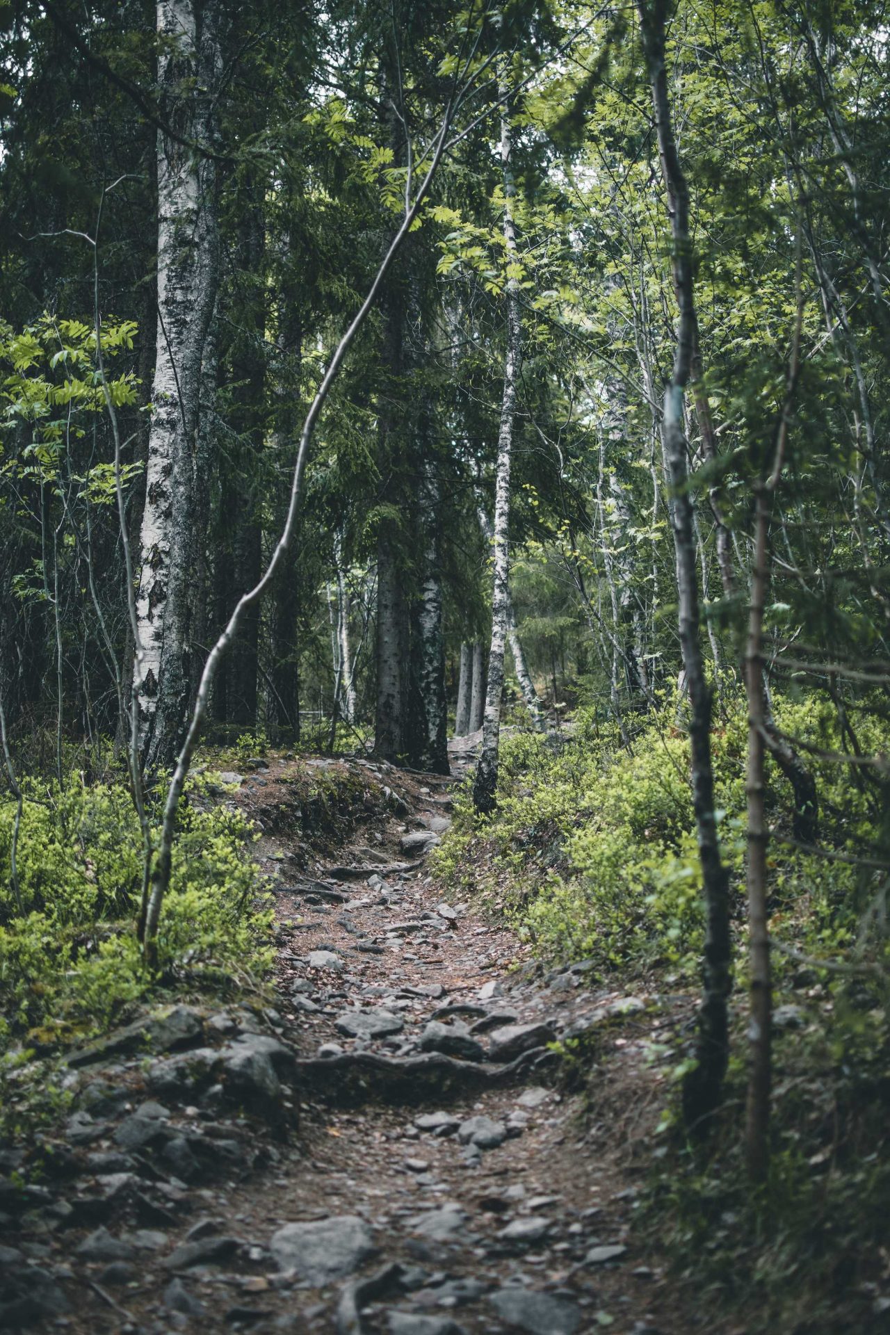 las w okolicy Drammen