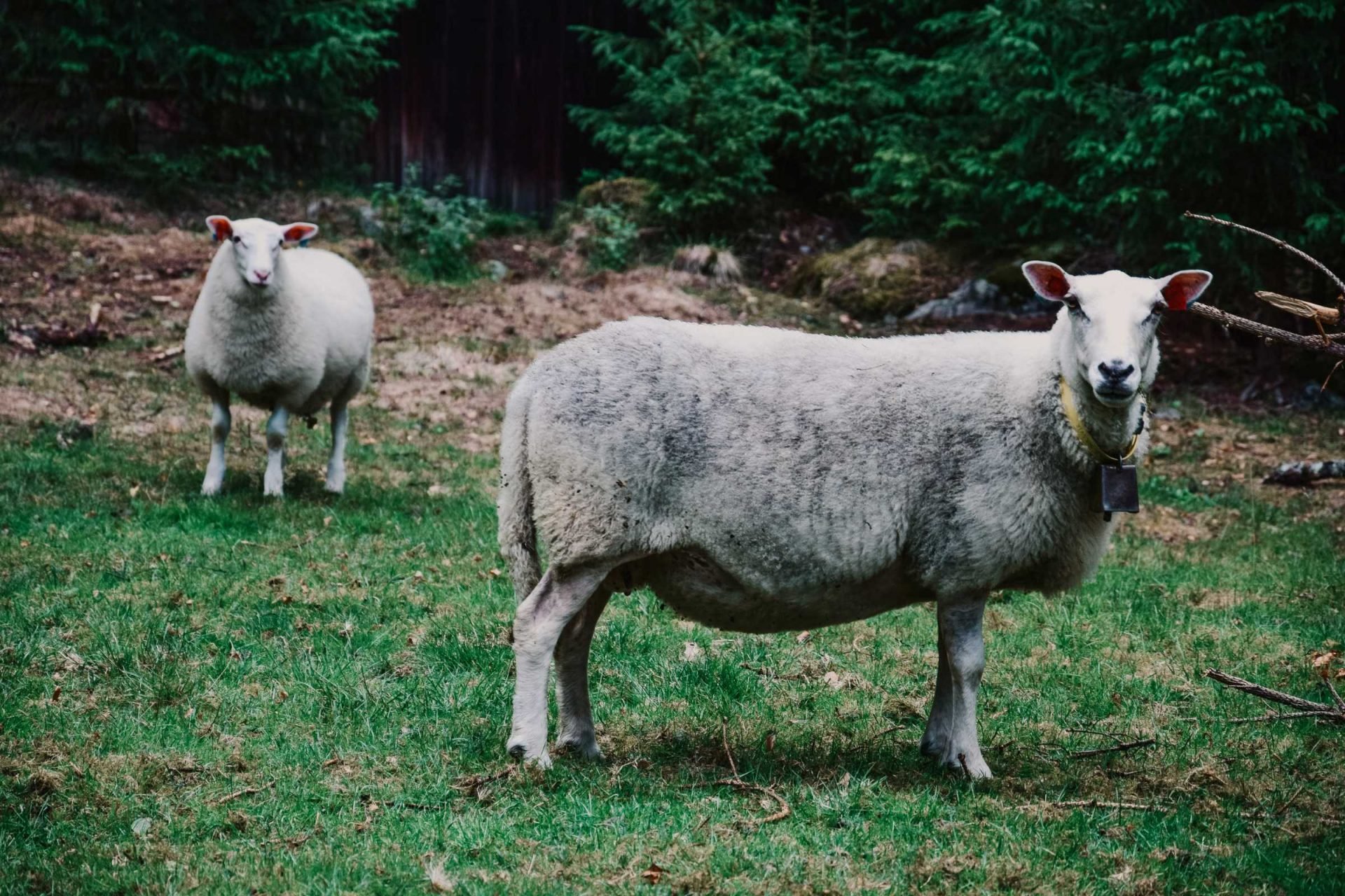 Owce w Norwegii