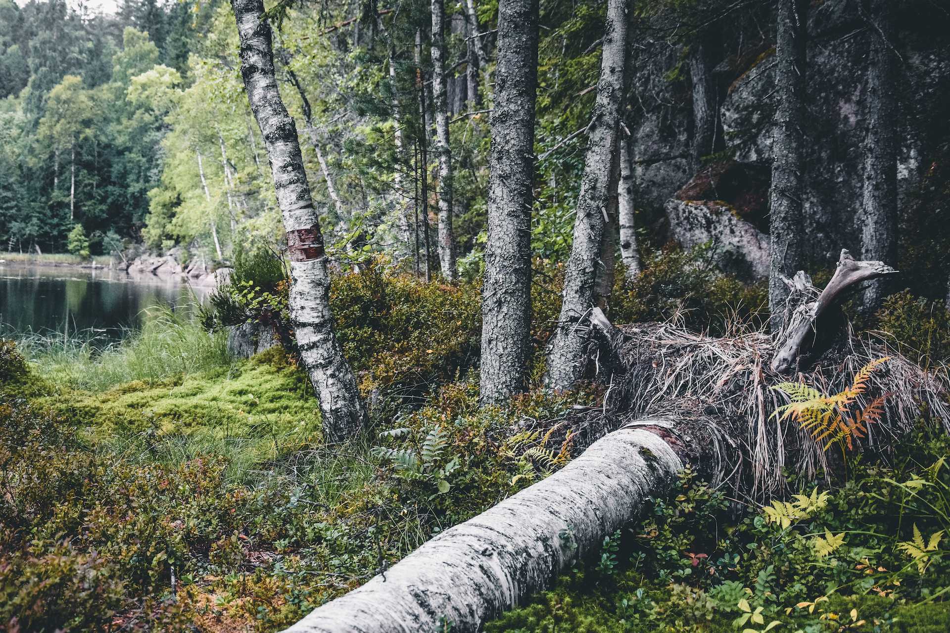 ochrona środowiska w Norwegii