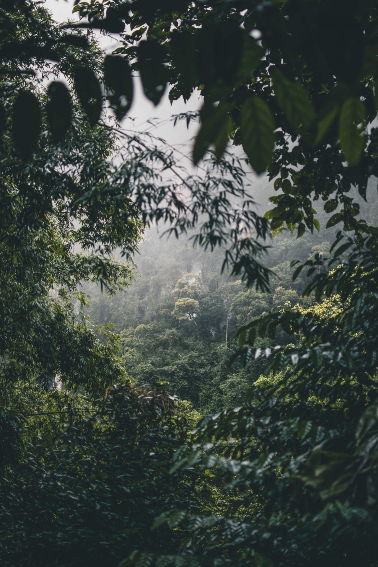 Dżungla Tajlandia