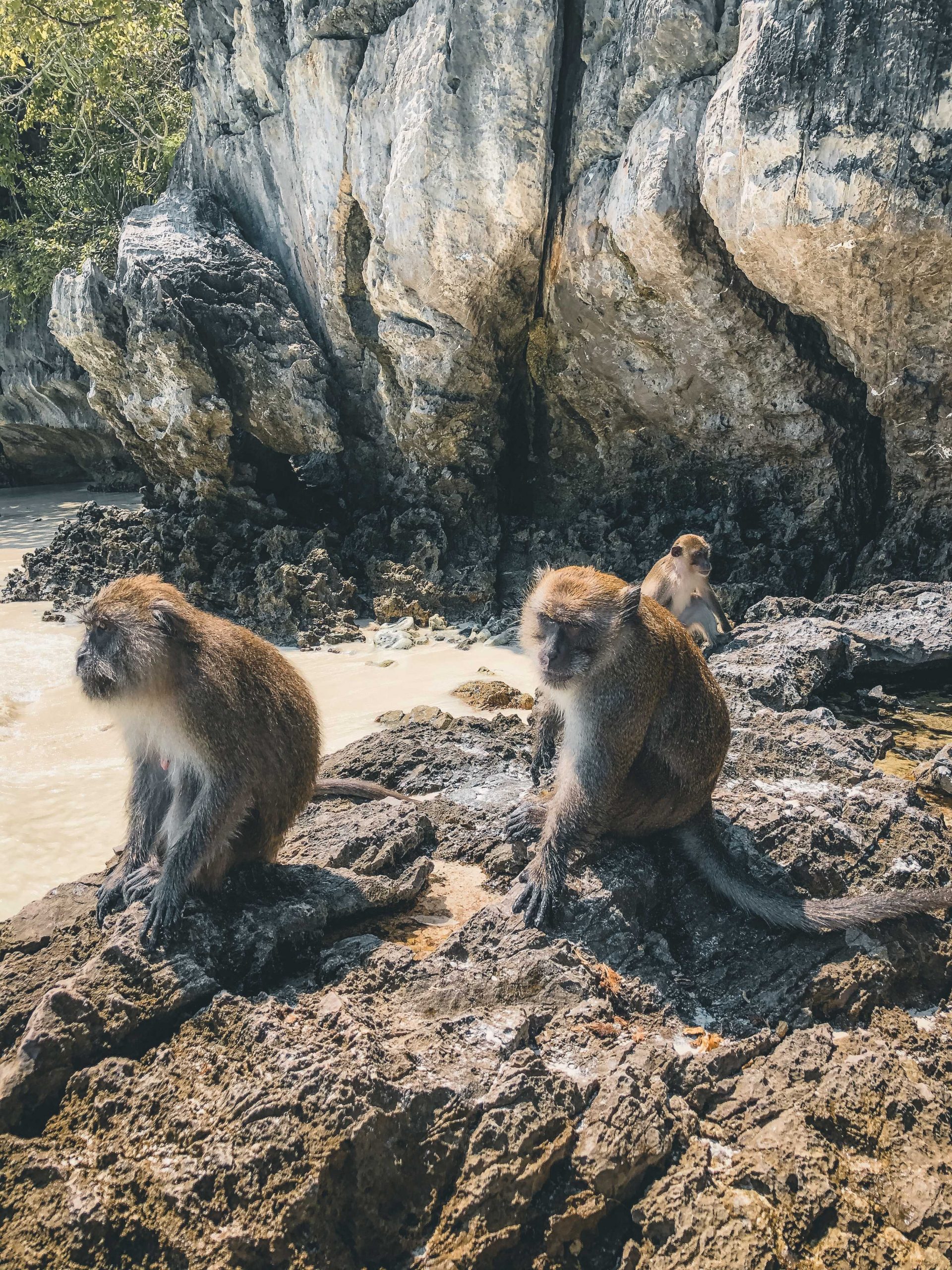 małpy Tajlandia