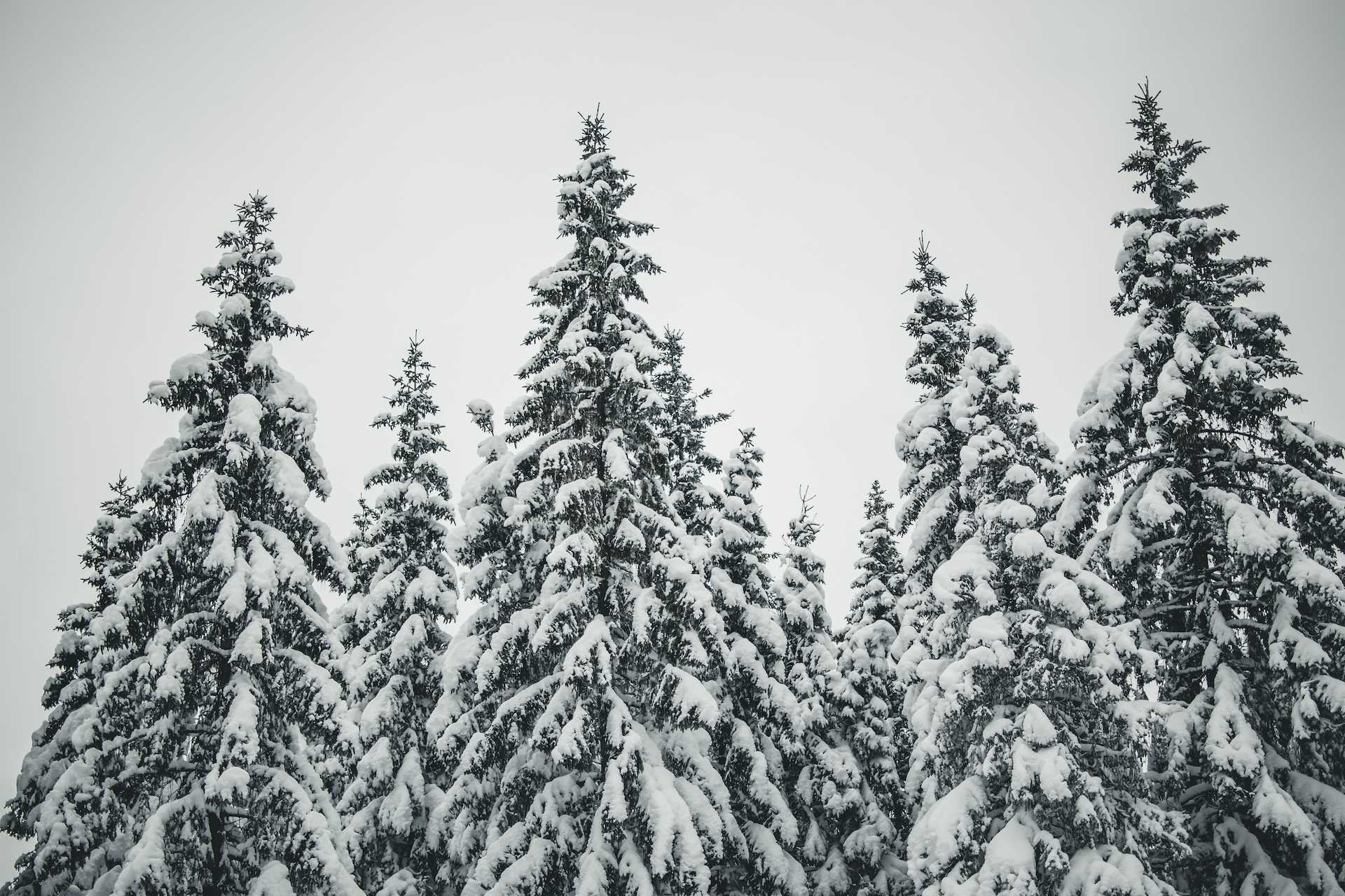 zimowy las