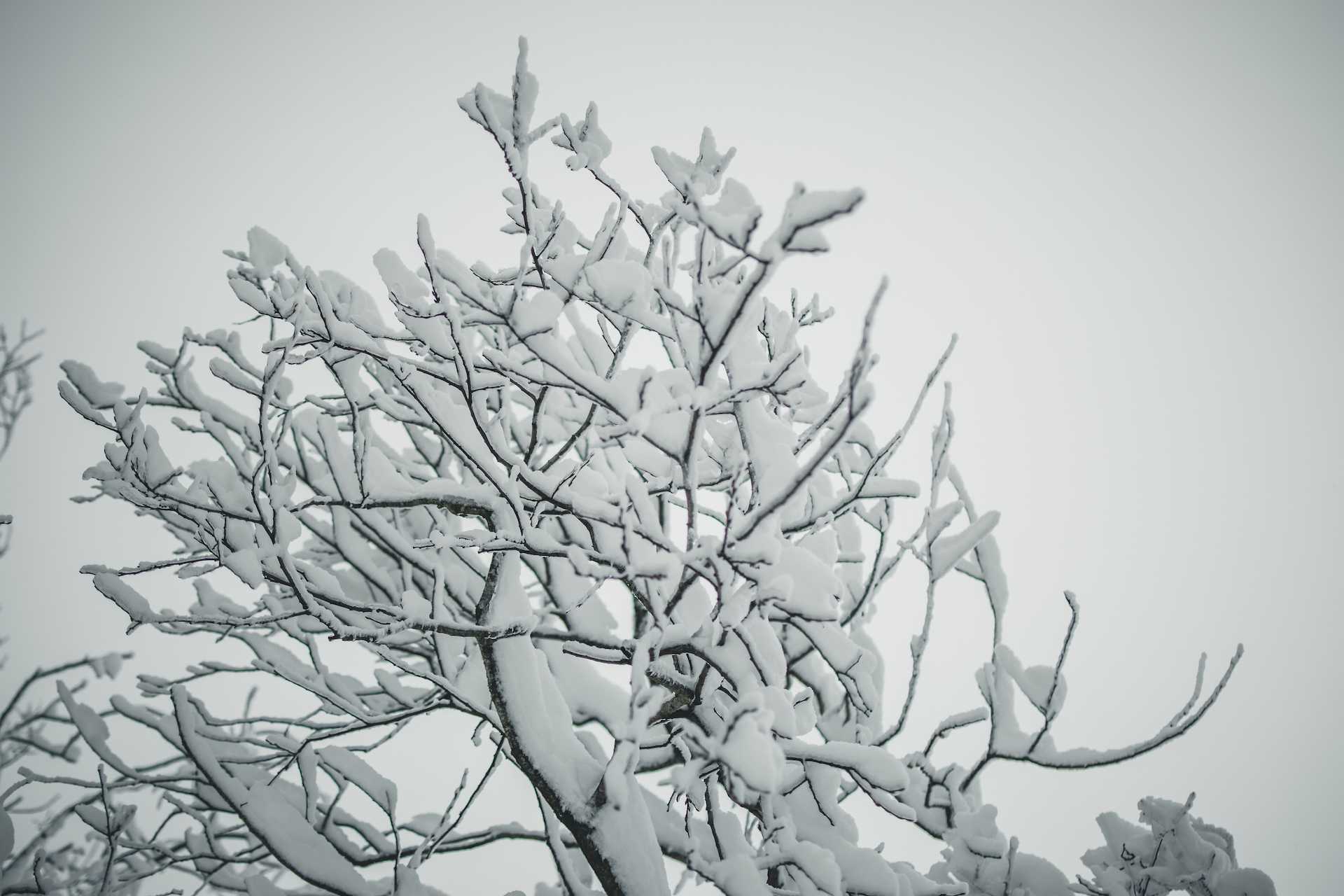 zaśnieżone drzewa