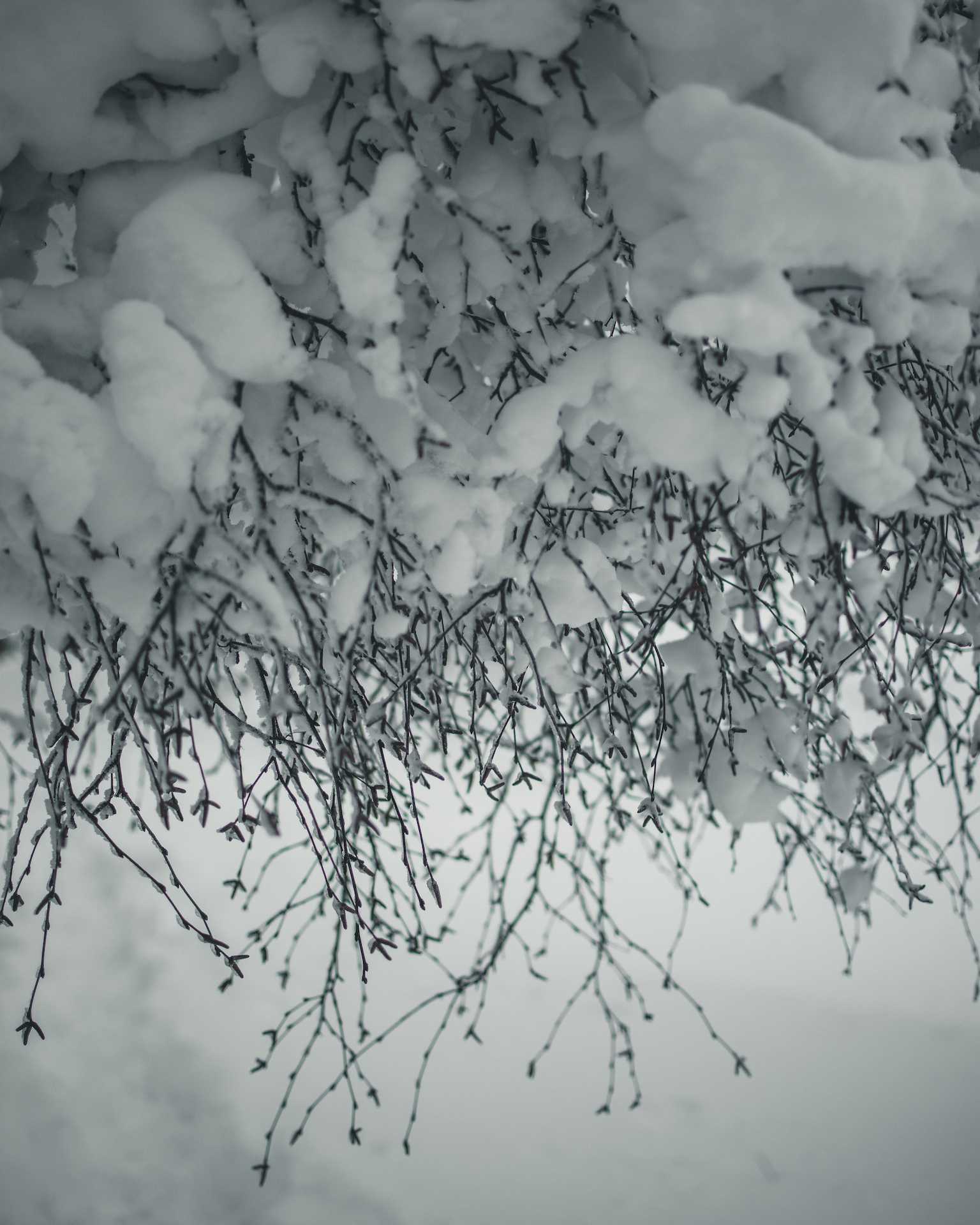 zaśnieżone drzewa