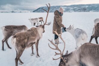 renifery w Norwegii