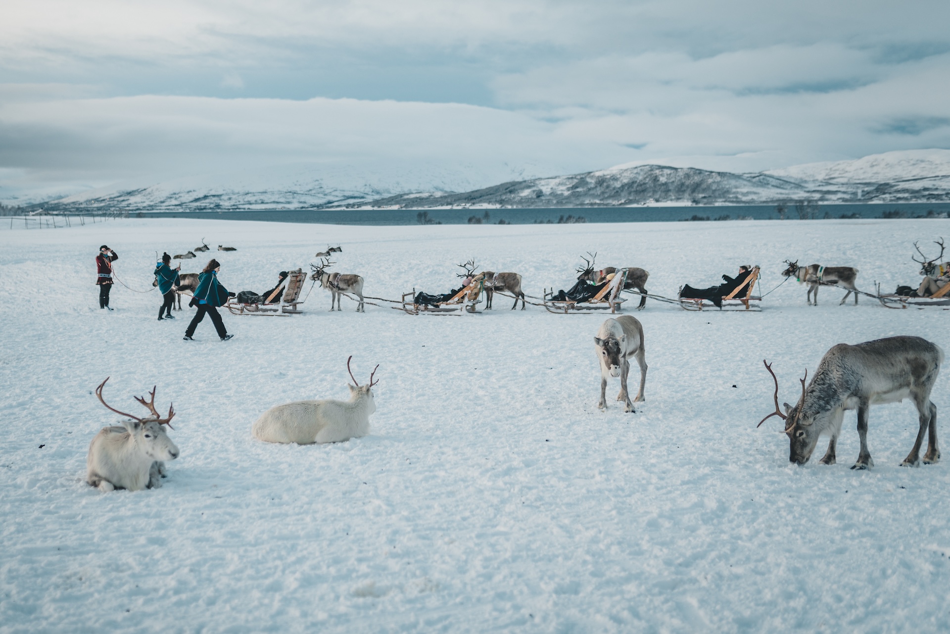 Renifery w Tromsø