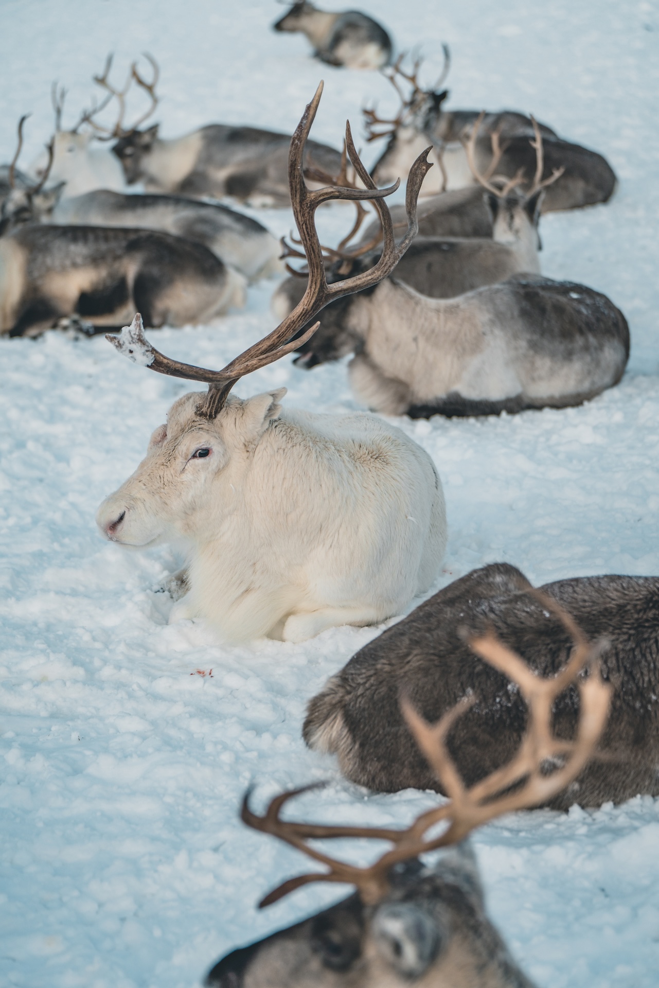 renifery gdzie zobaczyć w Norwegii